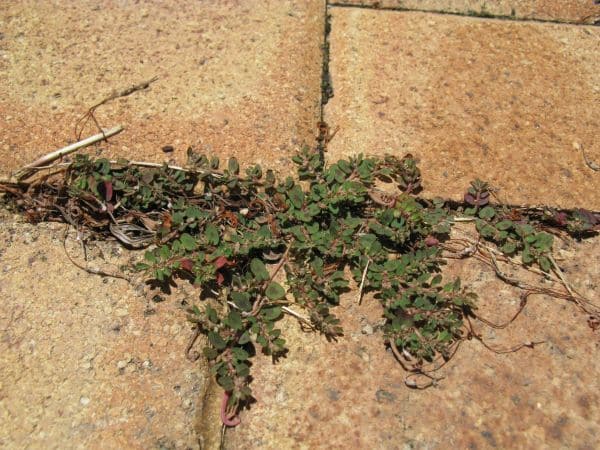 A small plant growing on a brick walkway.