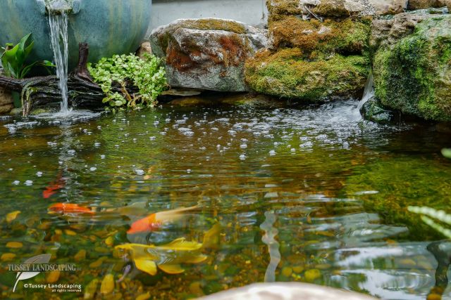 A koi pond with a waterfall and rocks.