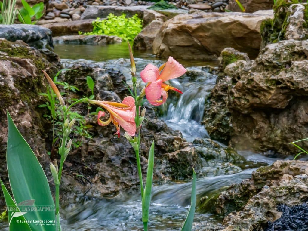 Pink irises in a pond with rocks.