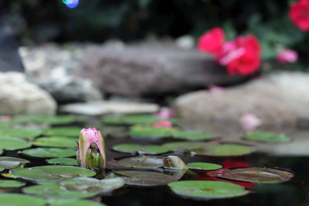 Water lilies in a pond with rocks and flowers.