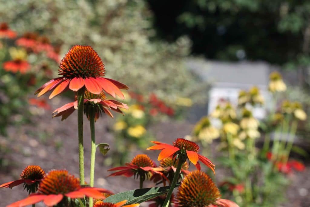 Red echinacea flowers in a garden.