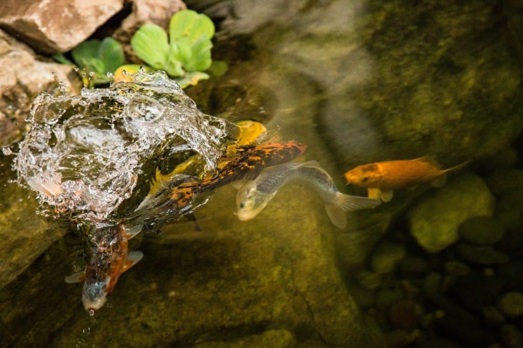 Koi fish swimming in a pond with rocks.