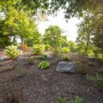 landscaping with native plants