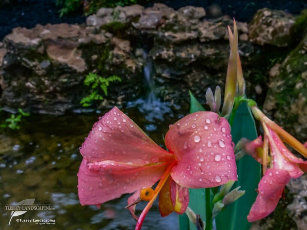 Aquatic Flower