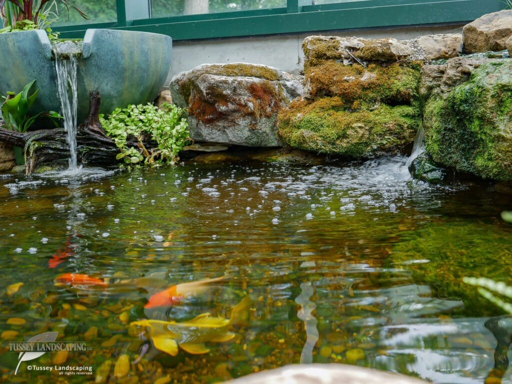Indoor Koi Pond