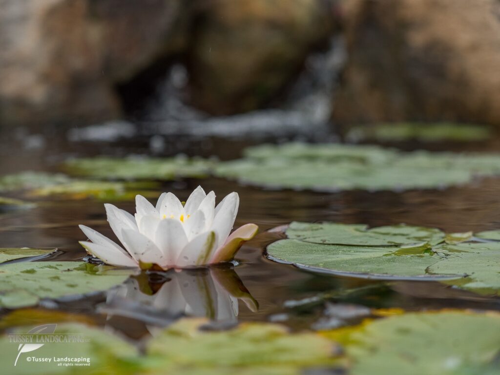 Water lily