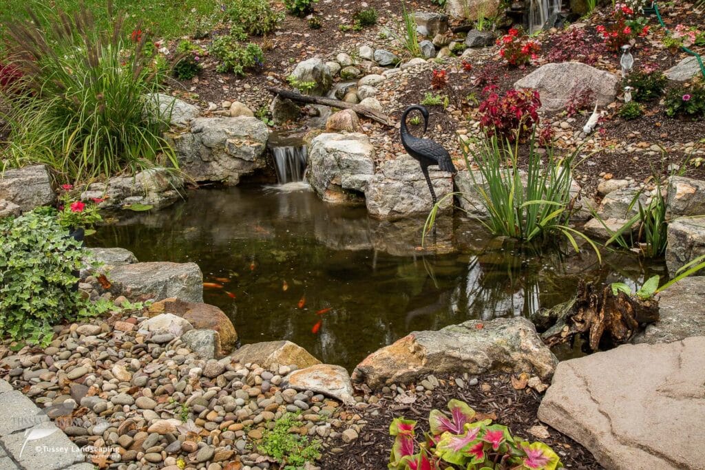 Pond life