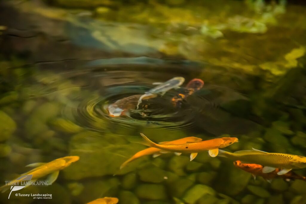 Koi Fish