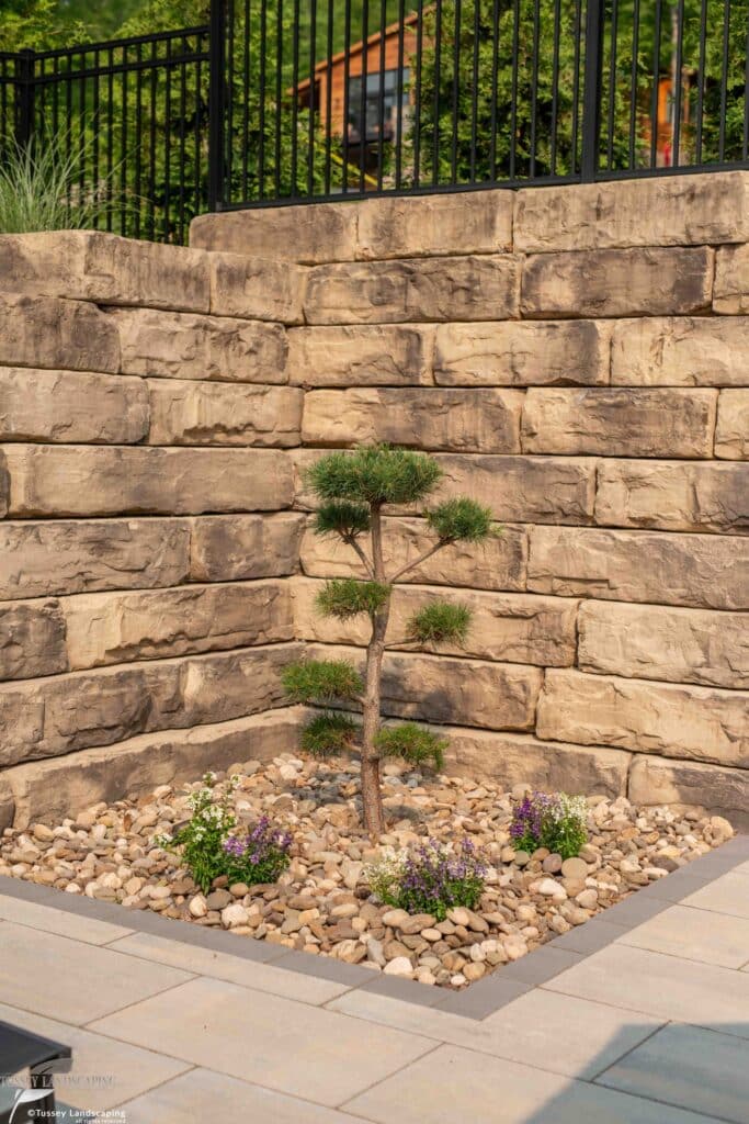 Retaining Wall with Specimen Tree