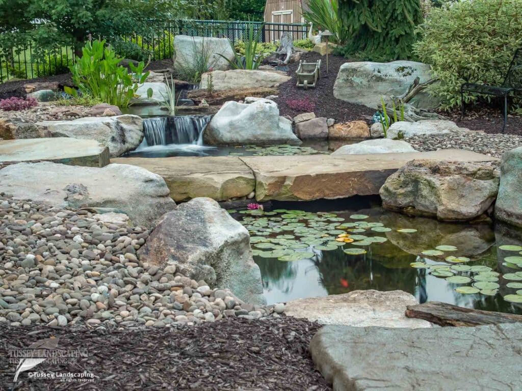 backyard koi pond altoona pa