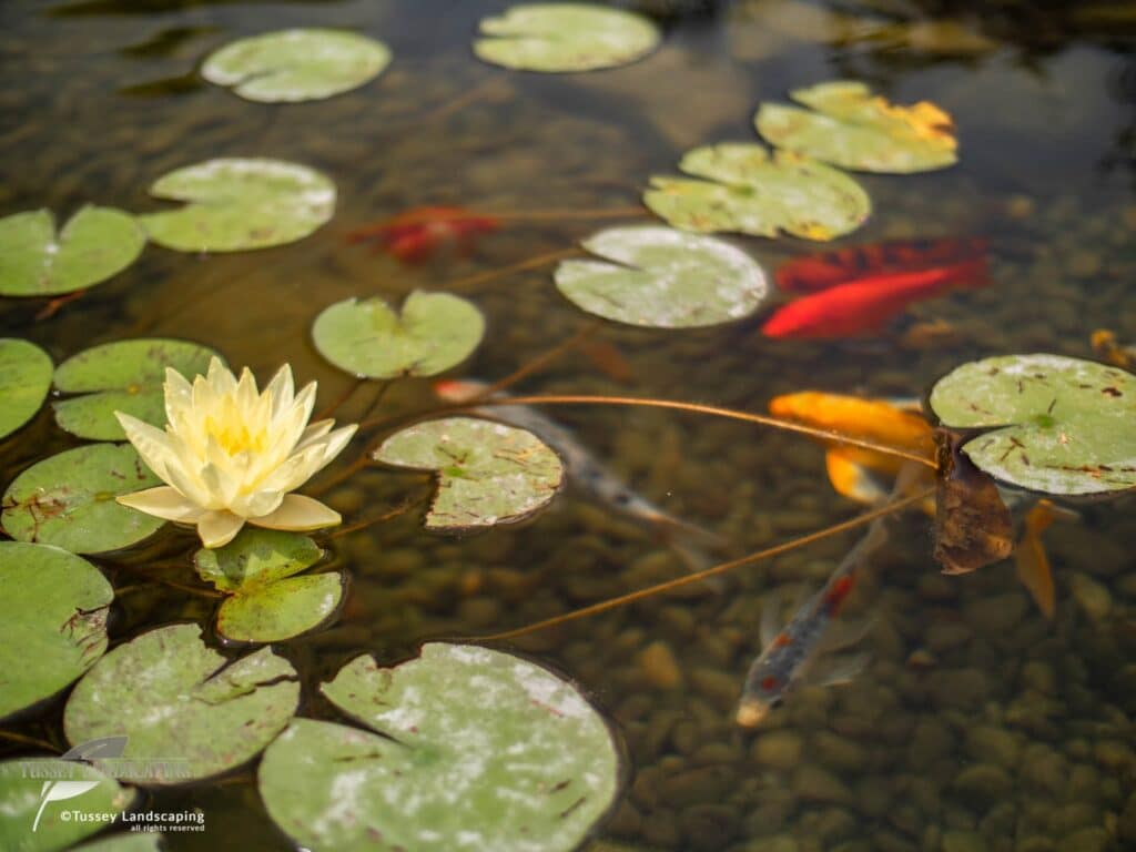 koi fish state colloge pa