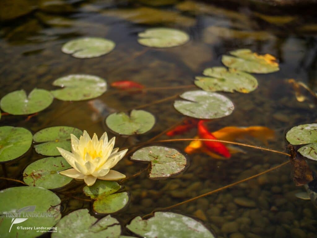 pond ecosystem bedford pa