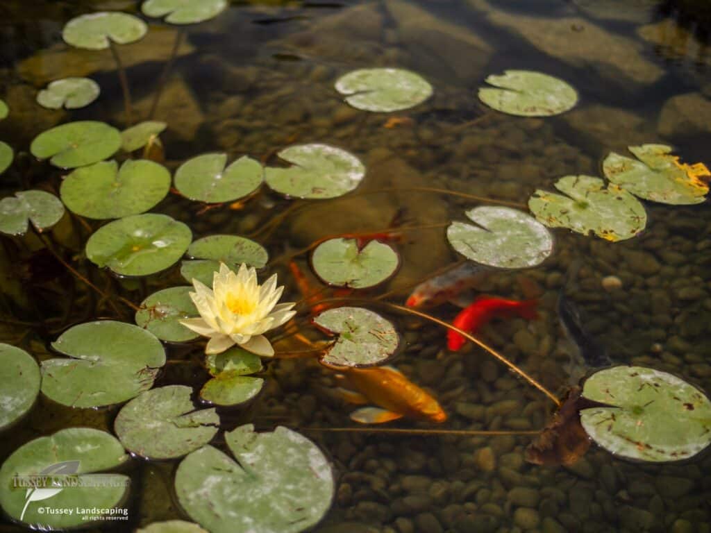 Koi Pond Life