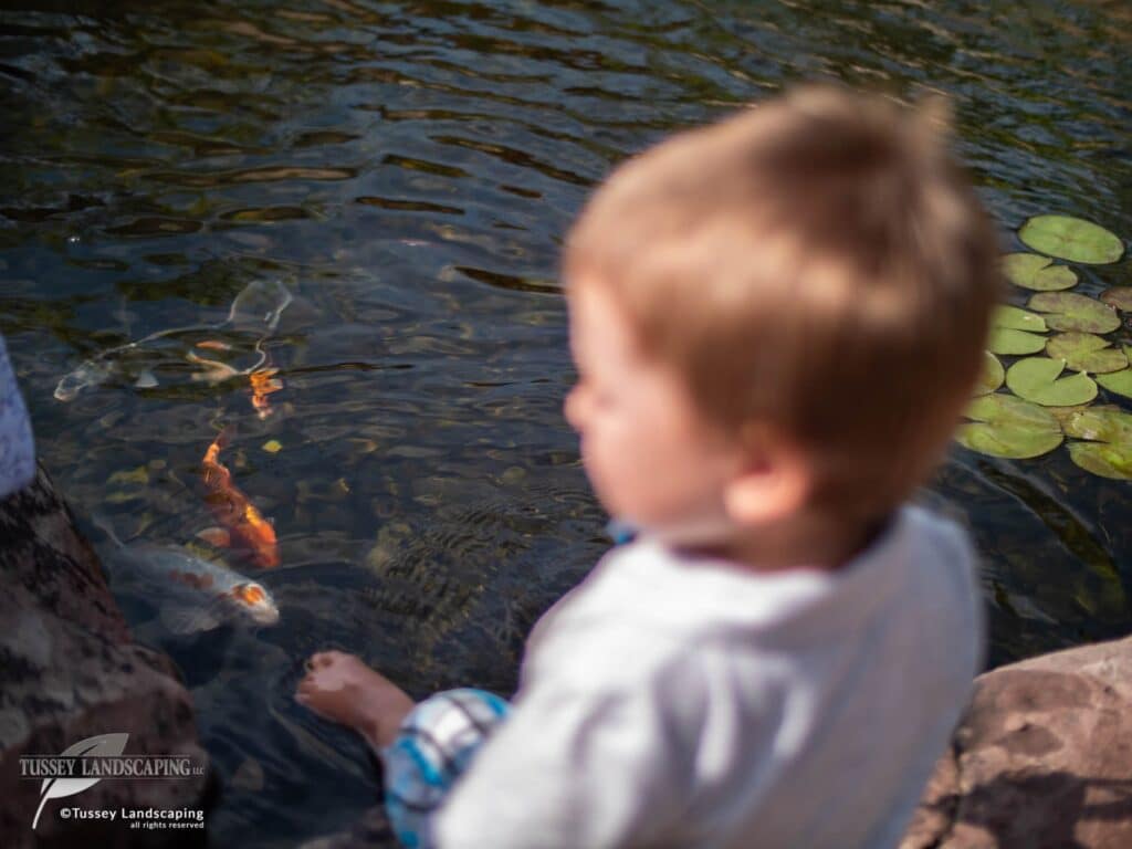 kids enjoying koi pond bellefonte pa
