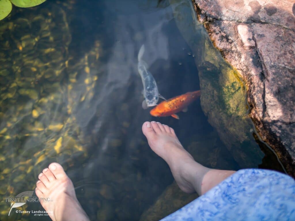 Pond Life