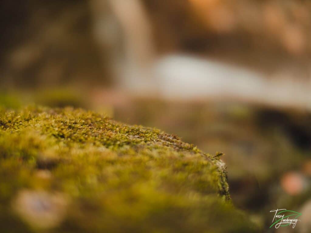 Limestone Rock