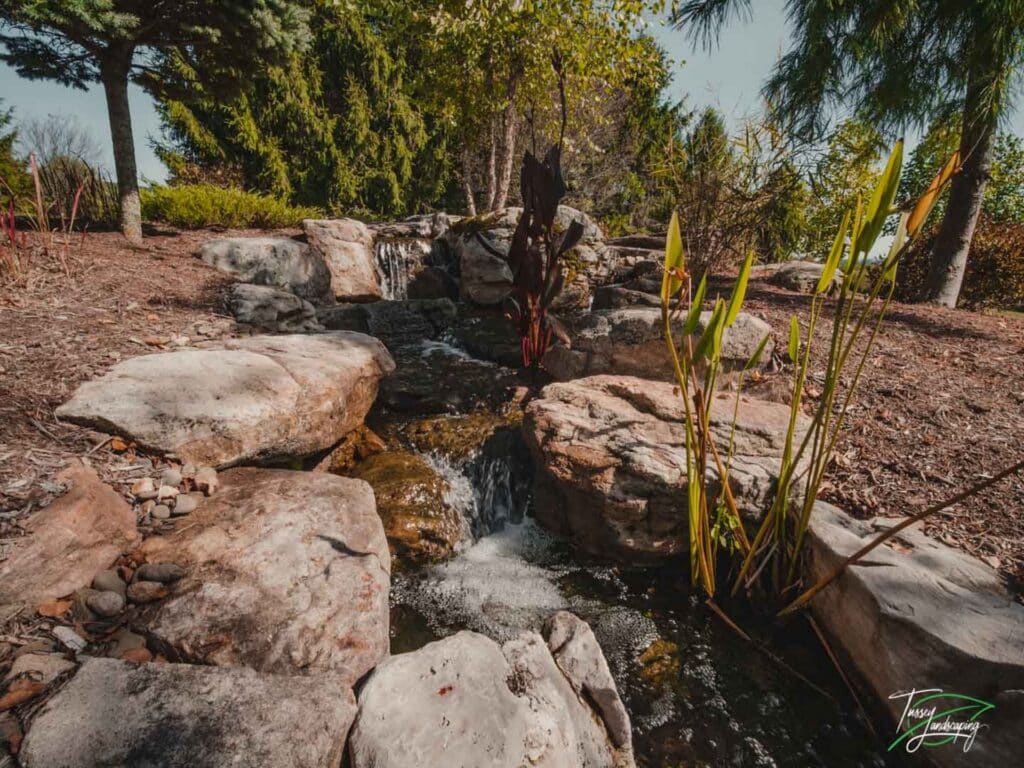 Koi Pond - State College Pa