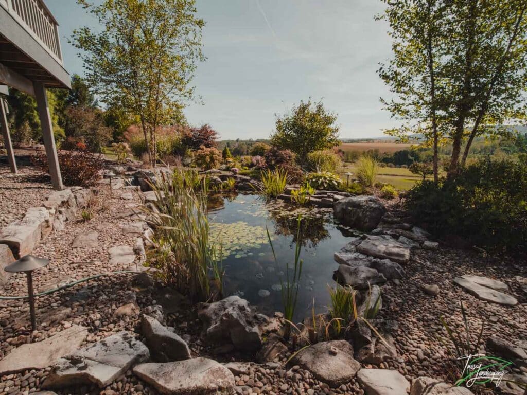 Koi Pond - State College Pa