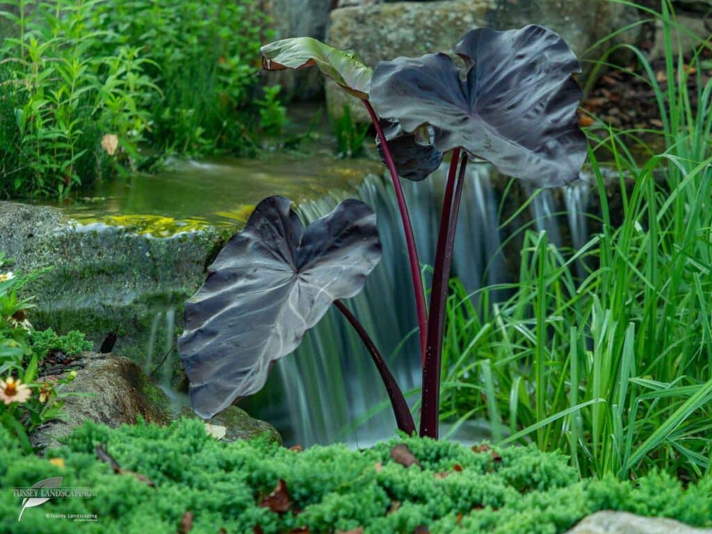 pondless waterfall altoona pa