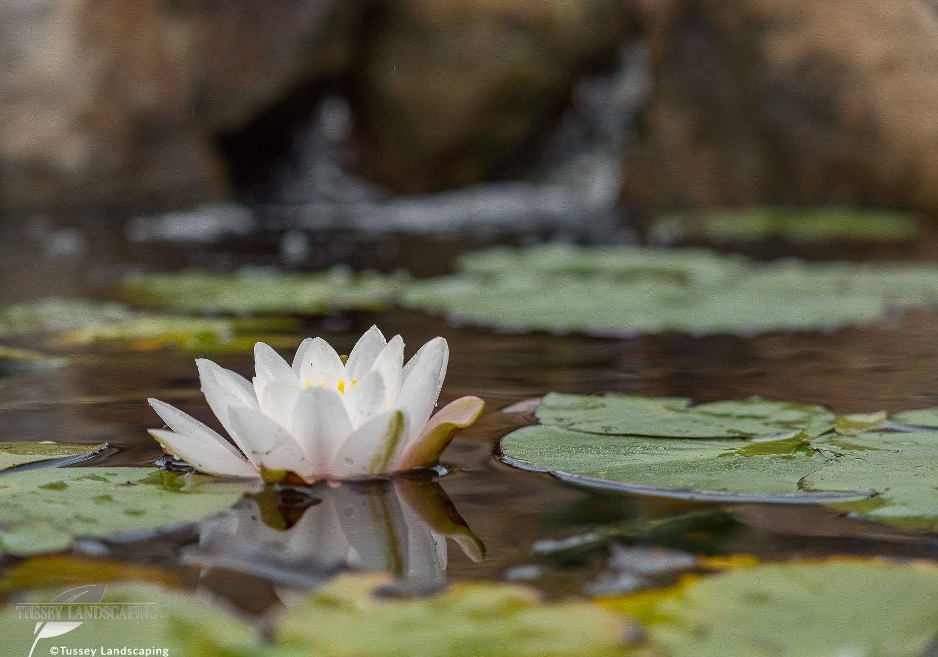 A white water lily floating in a pond.