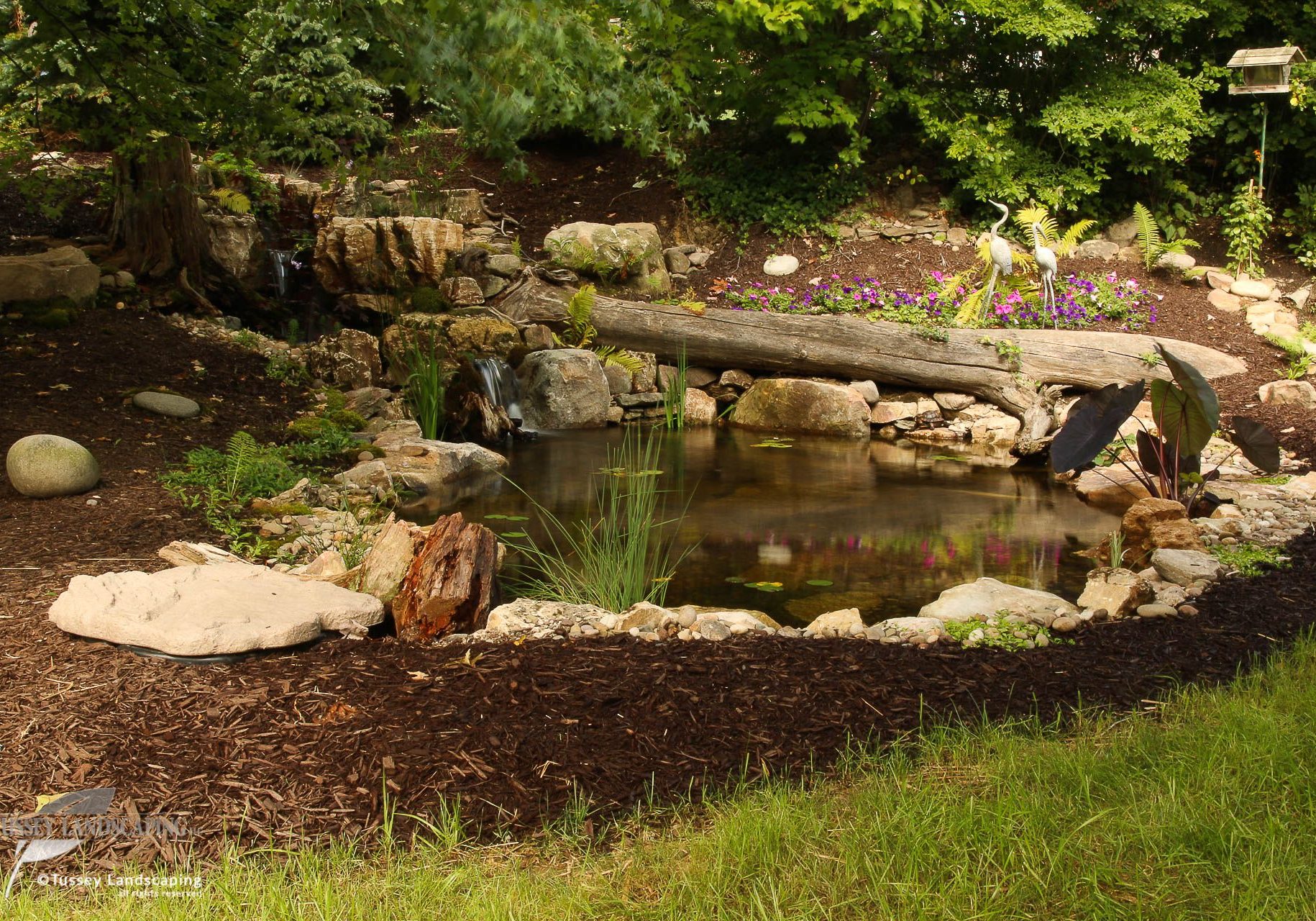A pond in a garden.