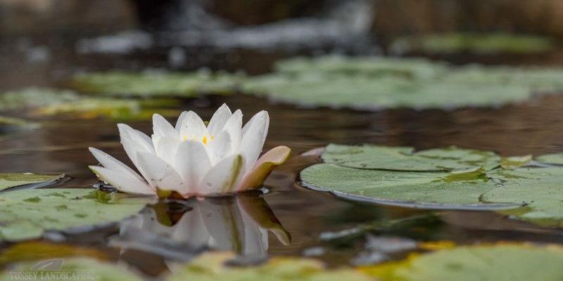 A white water lily floating in a pond.