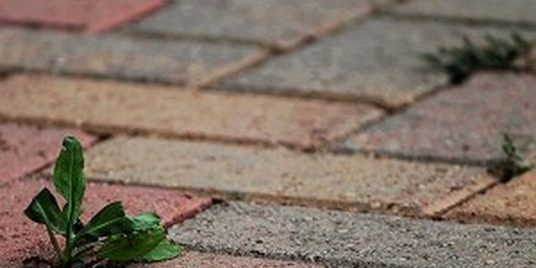 A small plant is growing in the middle of a brick walkway.