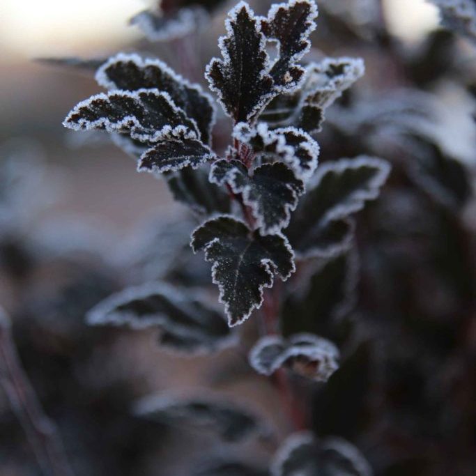 A close up of a plant with frost on it.